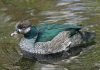 Зеленый карликовый гусь — блестящая водяная птица Зеленый карликовый гусь (Nettapus pulchellus).