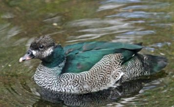 Зеленый карликовый гусь — блестящая водяная птица Зеленый карликовый гусь (Nettapus pulchellus).