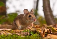 Желтогорлая мышь – грызун с длинным хвостом Желтогорлая мышь (Apodemus flavicollis).