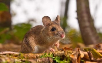 Желтогорлая мышь – грызун с длинным хвостом Желтогорлая мышь (Apodemus flavicollis).