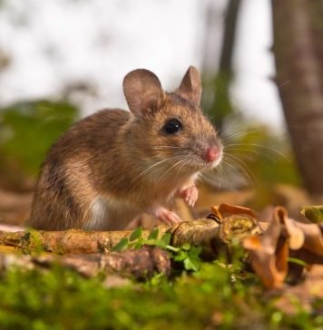 Желтогорлая мышь – грызун с длинным хвостом Желтогорлая мышь (Apodemus flavicollis).