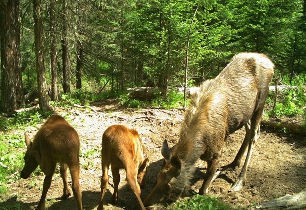 Красноярские лоси попали в объектив камеры.