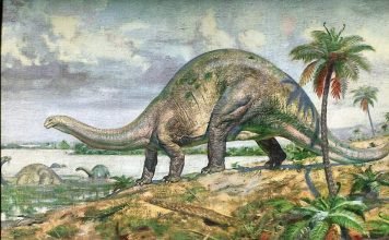 Динозавр апатозавр: характеристики «обманного ящера»
