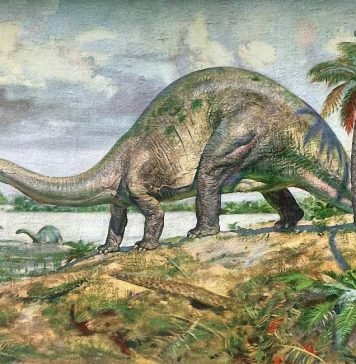 Динозавр апатозавр: характеристики «обманного ящера»
