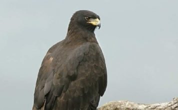 Черный орел — птица, которая никогда не сидит на месте Черный орел (Ictinaetus malayensis).