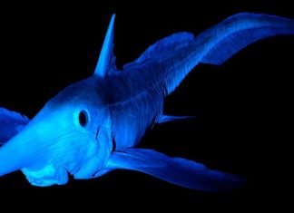 Длинноносая химера — глубоководное чудище Обыкновенная гарриота (Harriotta raleighanа).