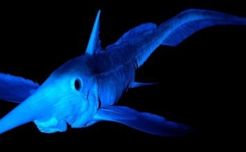 Длинноносая химера — глубоководное чудище Обыкновенная гарриота (Harriotta raleighanа).