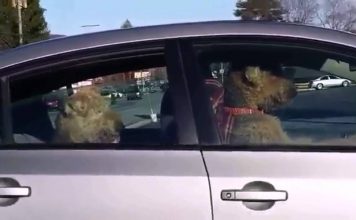 Две собаки угнали автомобиль Собаки тоже могут угнать автомобиль.