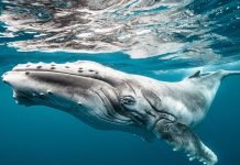 Горбатые киты защищают других животных Несмотря на чудовищную внешность, горбатые киты могут быть защитниками других животных.