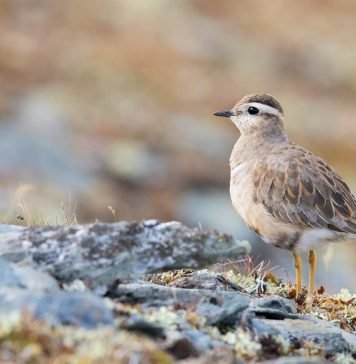 Хрустан — один из пернатых обитателей Тундры Хрустан (Charadrius morinellus).