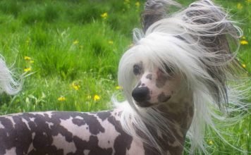 Китайская хохлатая – декоративная собака