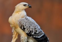 Коронованный орел — самый крупный орел в Африке Венценосный орел (Stephanoaetus coronatus).
