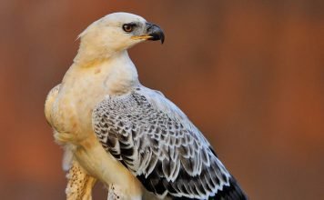 Коронованный орел — самый крупный орел в Африке Венценосный орел (Stephanoaetus coronatus).