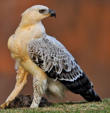 Коронованный орел — самый крупный орел в Африке Венценосный орел (Stephanoaetus coronatus).