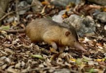 Кубинский щелезуб — краснокнижная землеройка Кубинский щелезуб (Solenodon cubanus).