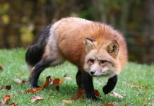 Лиса украла у водителя ключи от машины Лисам по силам даже красть ключи от машины.