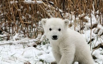 На Чукотке найден одинокий белый медвежонок На чукотском берегу найден белый медвежонок без матери.