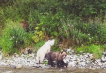 На Камчатке обнаружен медвежонок редкого окраса Медвежонок белого окраса стал звездой Камчатки.