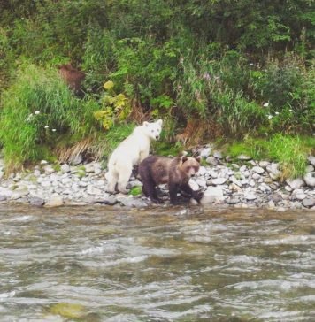 На Камчатке обнаружен медвежонок редкого окраса Медвежонок белого окраса стал звездой Камчатки.