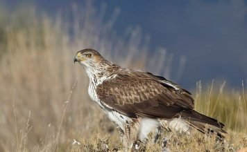 Орел Бонелли — исчезающий вид Орел Бонелли или ястребиный орел (Aquila fasciata).