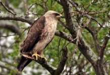 Орел Уолберга — серебристая птица в небе Орел Уолберга (Aquila wahlbergi).