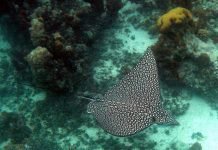 Пятнистый орляк — скат, парящий в воде, словно птица в небе Пятнистый орляк (Aetobatus narinari).