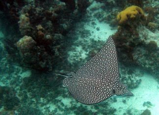 Пятнистый орляк — скат, парящий в воде, словно птица в небе Пятнистый орляк (Aetobatus narinari).