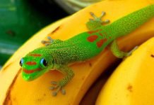 Плоскохвостый мадагаскарский геккон — радужная ящерица Плоскохвостый мадагаскарский геккон (Phelsuma laticauda).