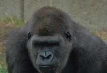 Предок человека имеет сходство с гориллой Сходство человека с гориллой стало еще больше.