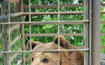 Придорожному медведю нашли зоопарк Медведю Андрюше нашли зоопарк.