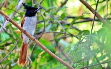 Райская мухоловка — птичка с короной на голове Райская мухоловка (Terpsiphone paradisi).