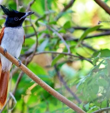 Райская мухоловка — птичка с короной на голове Райская мухоловка (Terpsiphone paradisi).