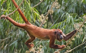 Рыжий ревун — оглушительный примат Рыжий ревун (Alouatta seniculus).