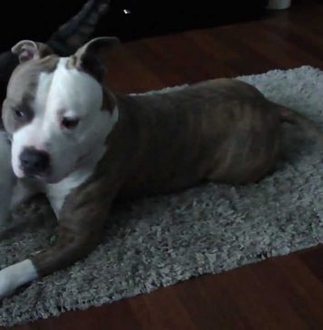 Собака бойцовской породы спасла кошке жизнь Бойцовские собаки уже не раз находили общий язык с сошками.