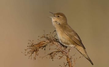 Соловьиный сверчок — птица, а не насекомое Соловьиный сверчок (Locustella luscinioides).