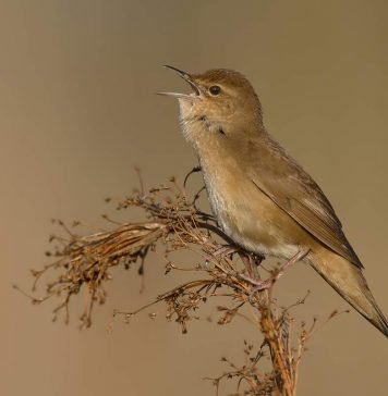Соловьиный сверчок — птица, а не насекомое Соловьиный сверчок (Locustella luscinioides).
