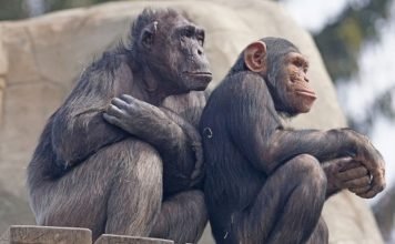 Способность шимпанзе к взаимопомощи оказалась выше предполагаемой Шимпанзе продемонстрировали высокую способность к взаимопомощи.