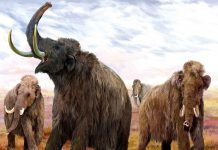 Стало известно почему вымерли мамонты Мамонты вымерли от обезвоживания.