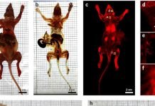 Ученые создали мышь-невидимку Немецкими учеными создана мышь-невидимка.