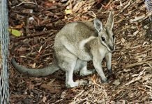 Уздечный кенгуру – редкий вид сумчатых животных Уздечный кенгуру (Onychogalea fraenata).