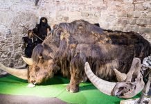 В башкирских пещерах обнаружены останки древнейших животных Шерстистый носорог – одно из животных обнаруженных в Башкирии.