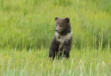 В Бурятии взяли осиротевшего медвежонка под опеку Осиротевший медвежонок из Бурятии стал местной звездой.