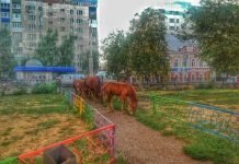 В центре Стерлитамака гуляет табун лошадей Лошади гуляют по улицам Стерлитамака.