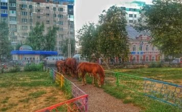 В центре Стерлитамака гуляет табун лошадей Лошади гуляют по улицам Стерлитамака.