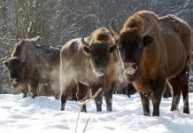 В Калининградской области будут разводить зубров В Калининградской области появятся зубры.