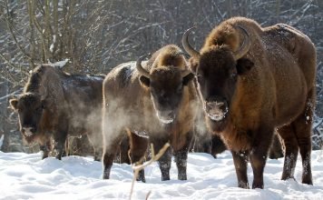 В Калининградской области будут разводить зубров В Калининградской области появятся зубры.