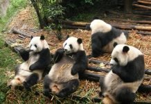В Китае появится самый большой в мире национальный парк панд Скоро в Китае будет организован самый большой парк больших панд.
