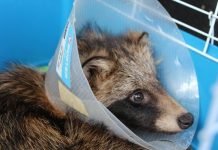 В Нижнем Новгороде спасли енотовидную собаку В Нижегородской области спасли енотовидную собаку.