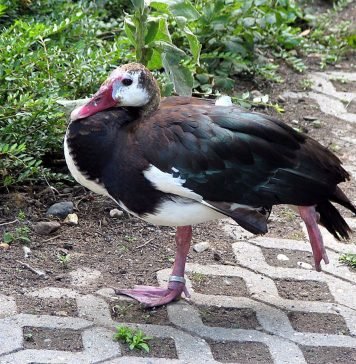 Шпорцевый гусь Шпорцевый гусь (Plectropterus gambensis)