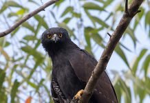 Черный ястреб – орел Орел тирана (Spizaetus tyrannys) или черный ястреб